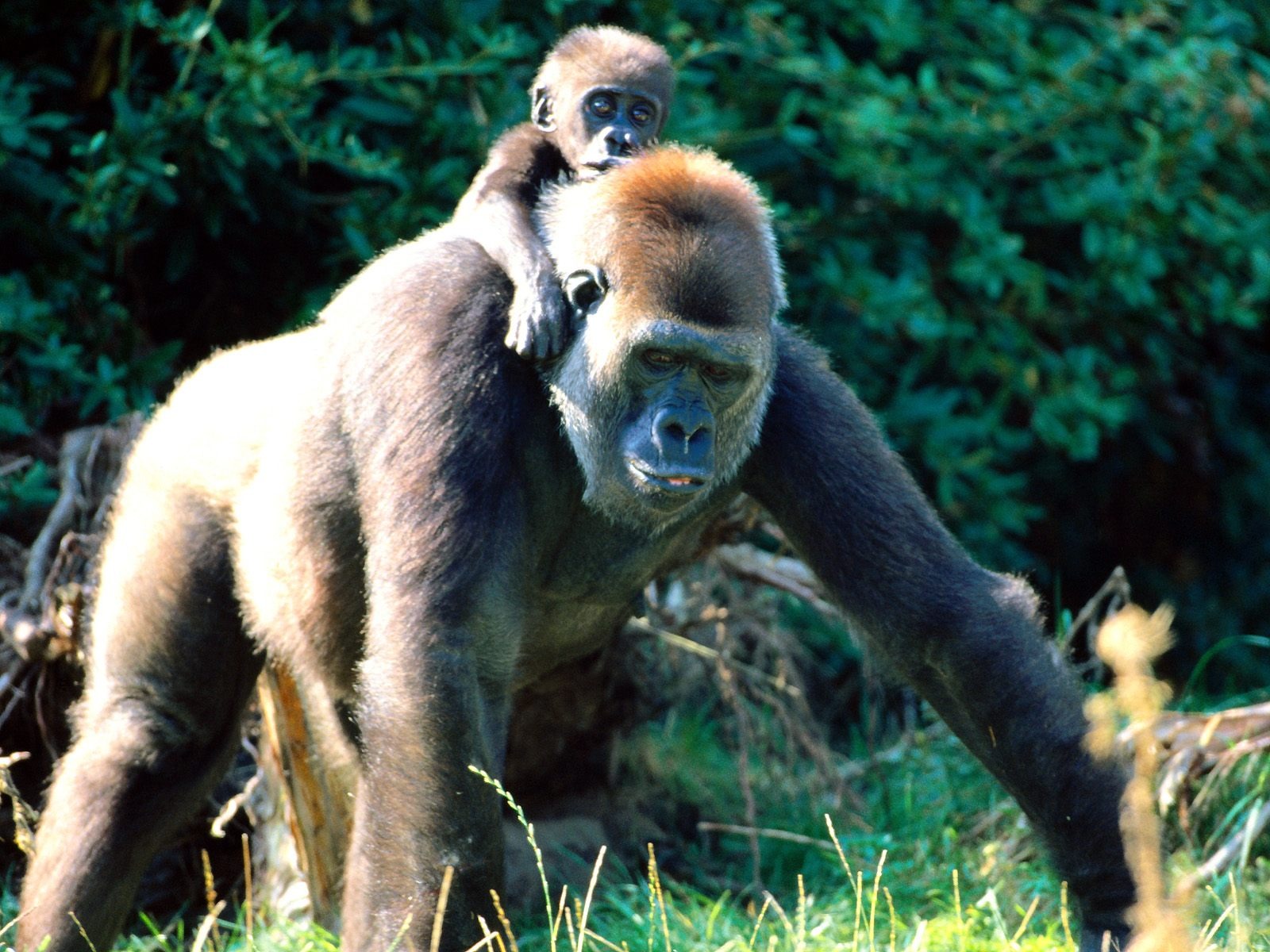 Monkey orangutan tapetu (2) #14 - 1600x1200