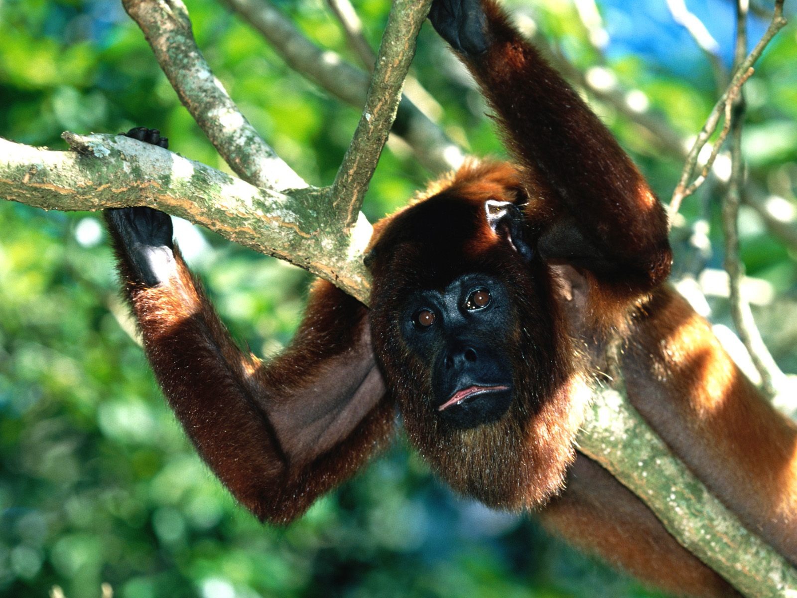 Monkey orangutan tapetu (2) #15 - 1600x1200