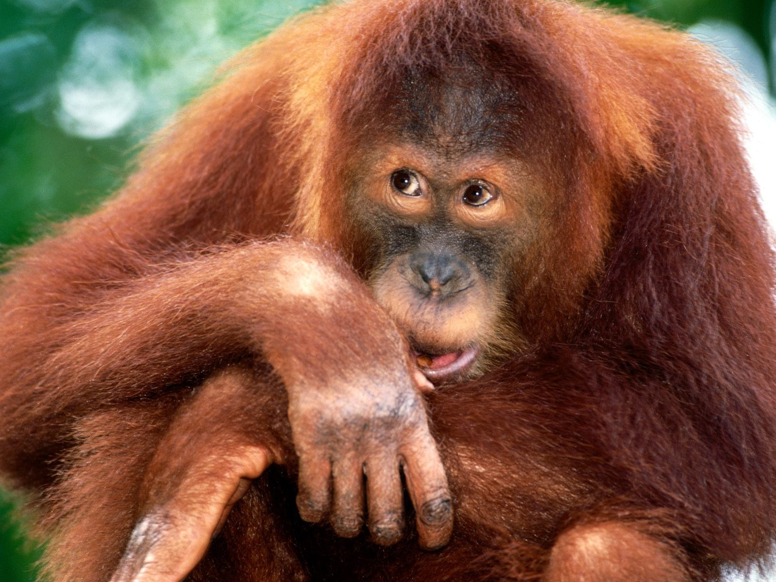 Mono fondos de escritorio de orangután (2) #19 - 1600x1200