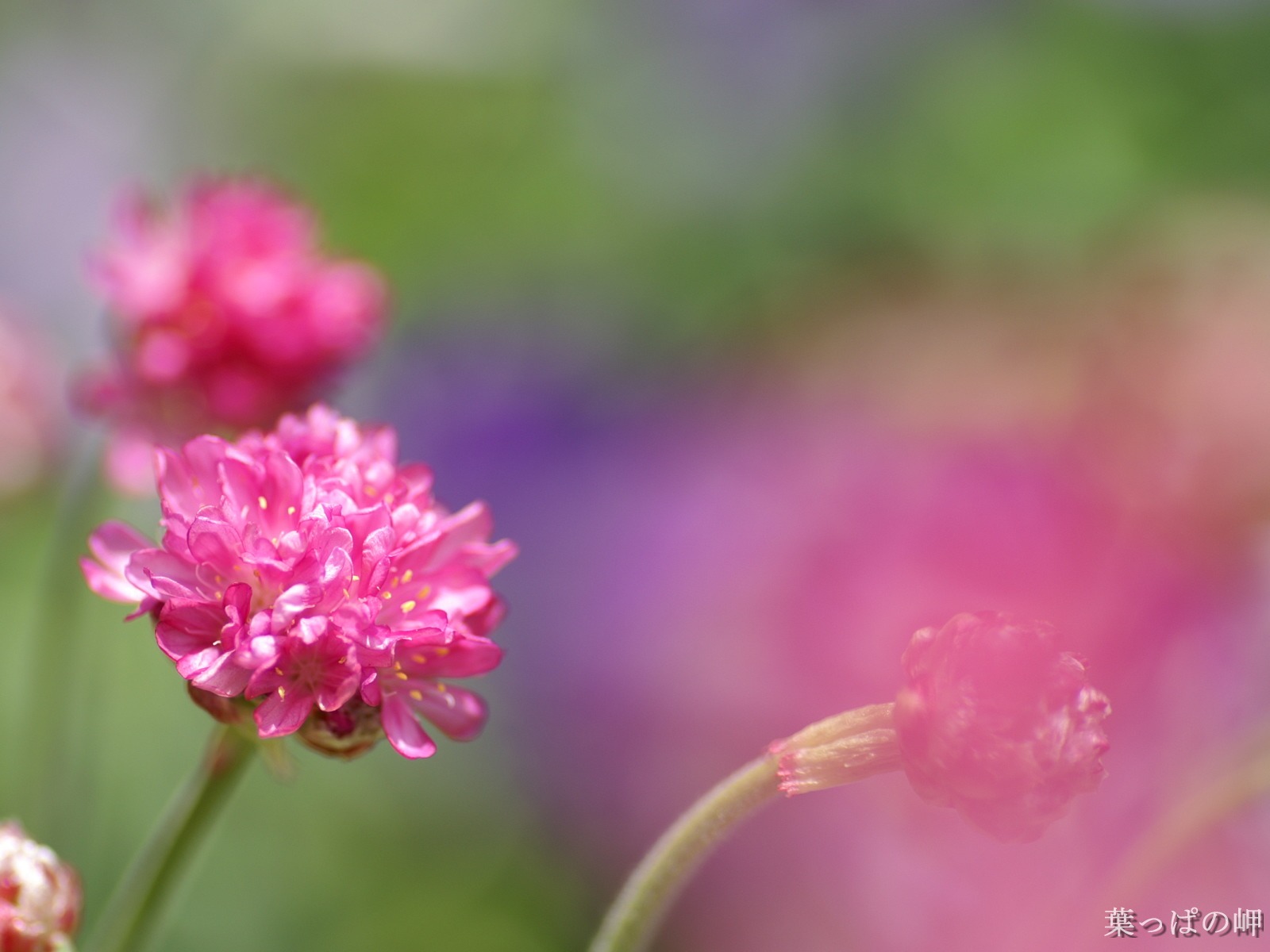 個人の花の壁紙(2) #7 - 1600x1200