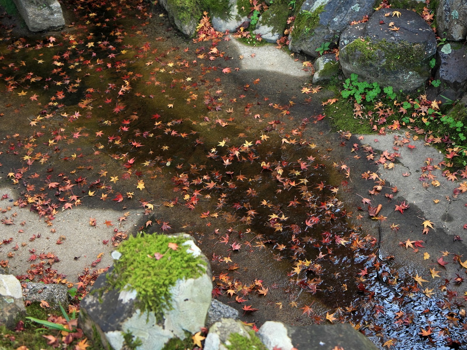 枫叶铺满地 壁纸2 - 1600x1200