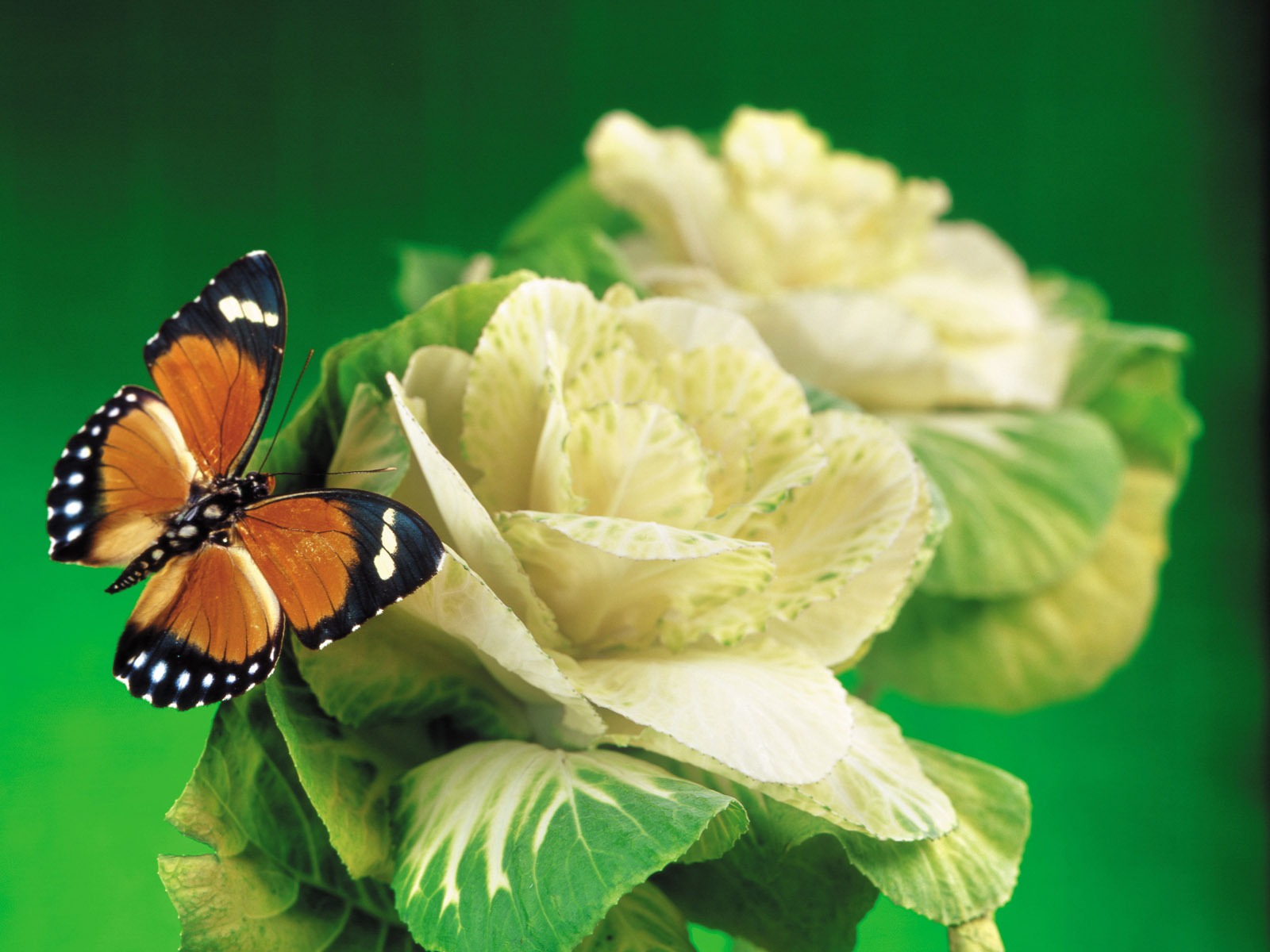 Бабочки с цветами