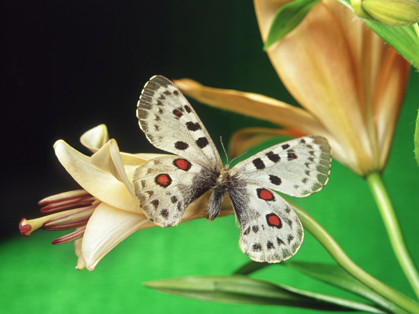 Schmetterlinge und Blumen Wallpaper Album (1) #17 - 1600x1200