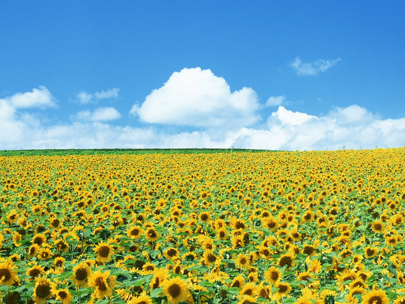 Blue sky sunflower Widescreen Wallpaper #2 - 1600x1200