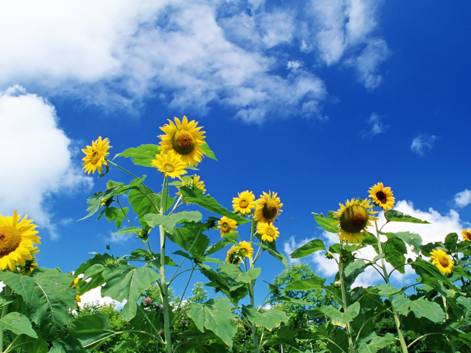 Blauer Himmel Sonnenblume Widescreen Wallpaper #8 - 1600x1200