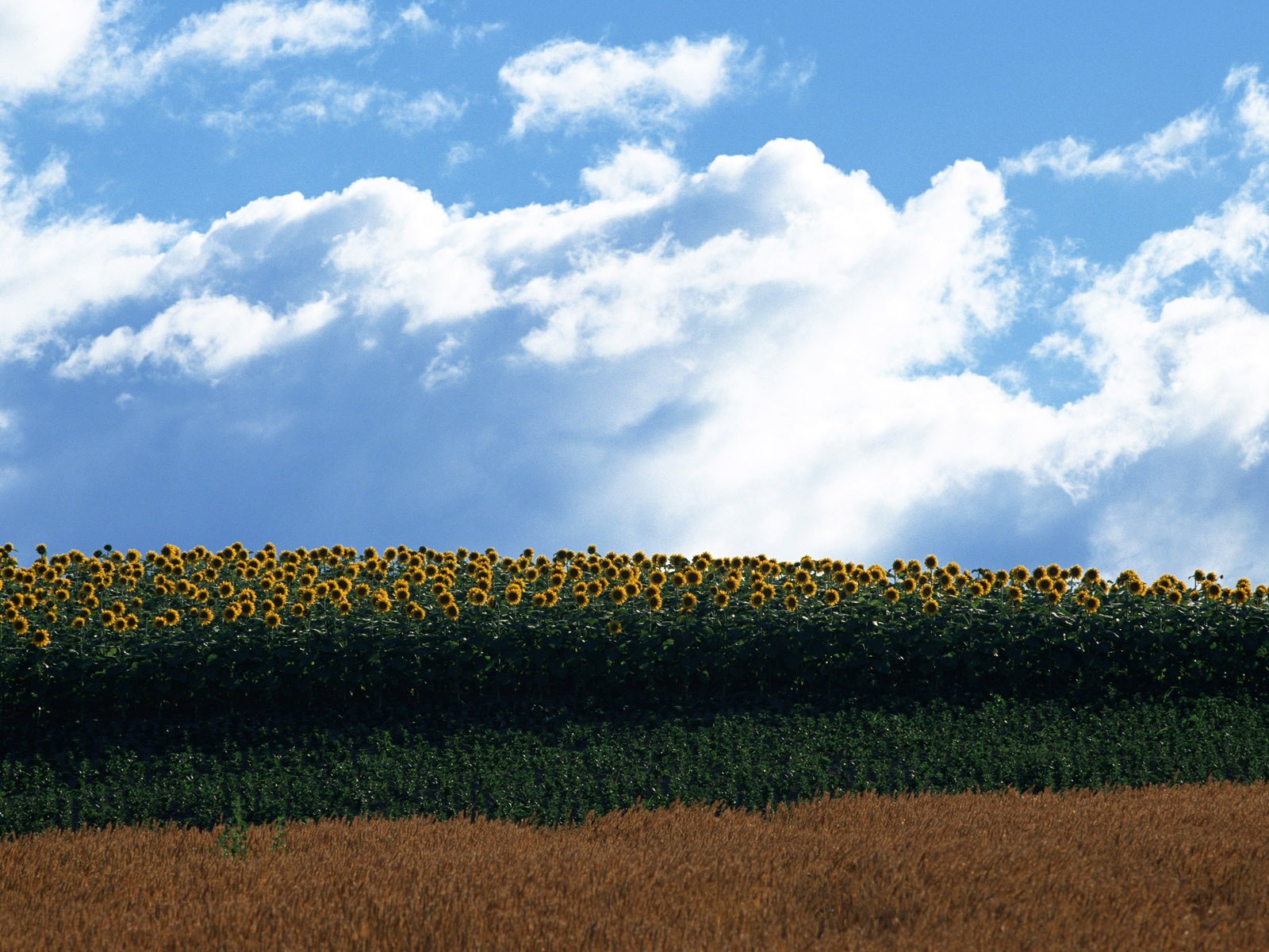 Blue Sky slunečnice širokoúhlý Tapeta #20 - 1600x1200