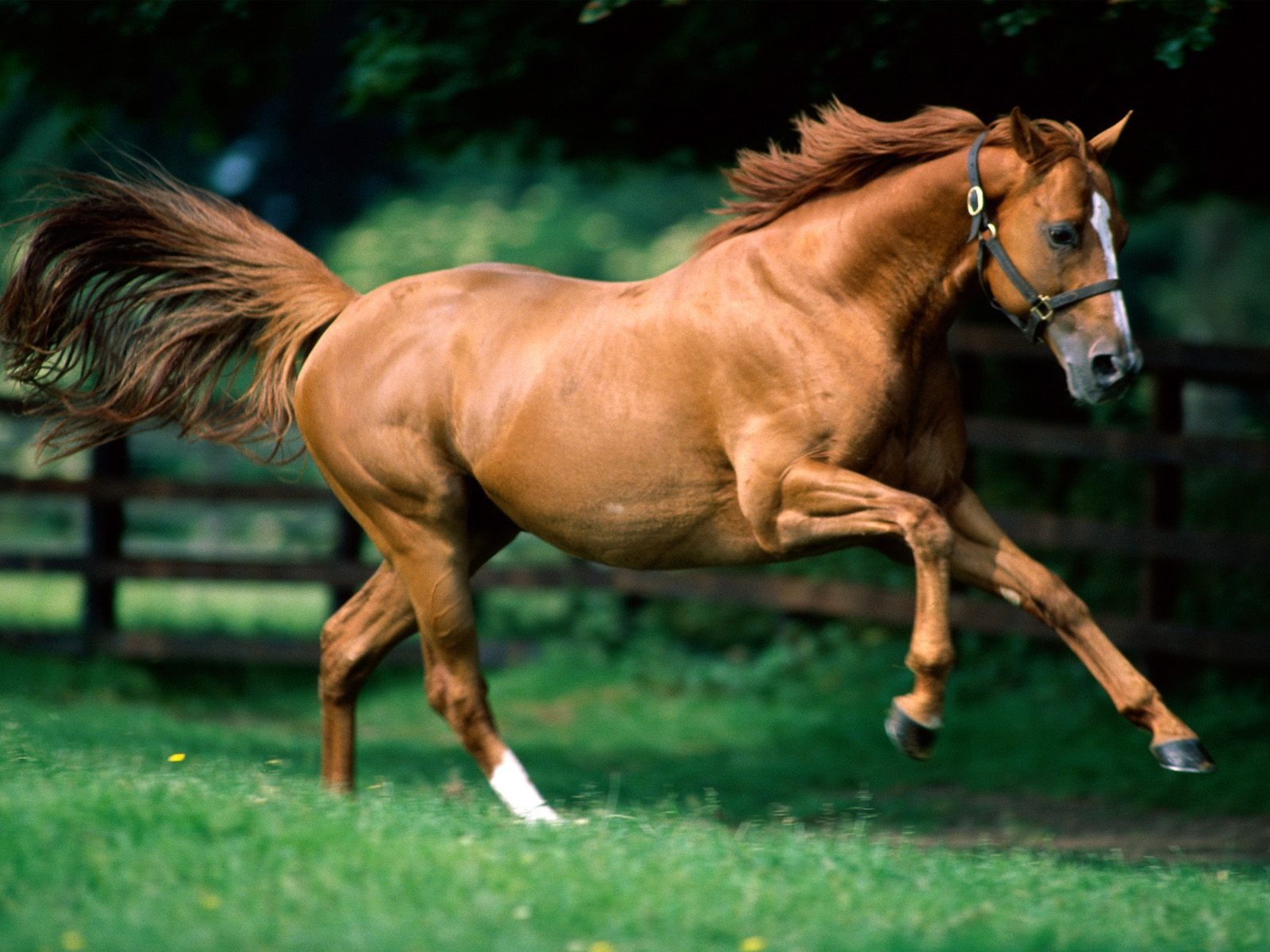 Koně Foto tapety (1) #1 - 1600x1200
