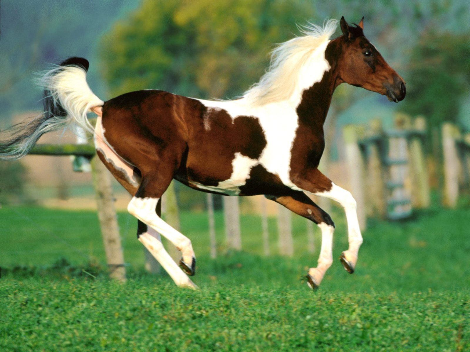 Fond d'écran Photo Horse (1) #2 - 1600x1200