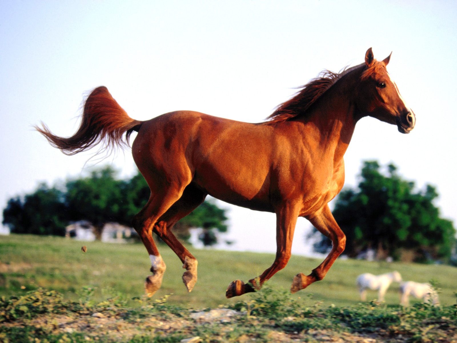 Fond d'écran Photo Horse (1) #19 - 1600x1200