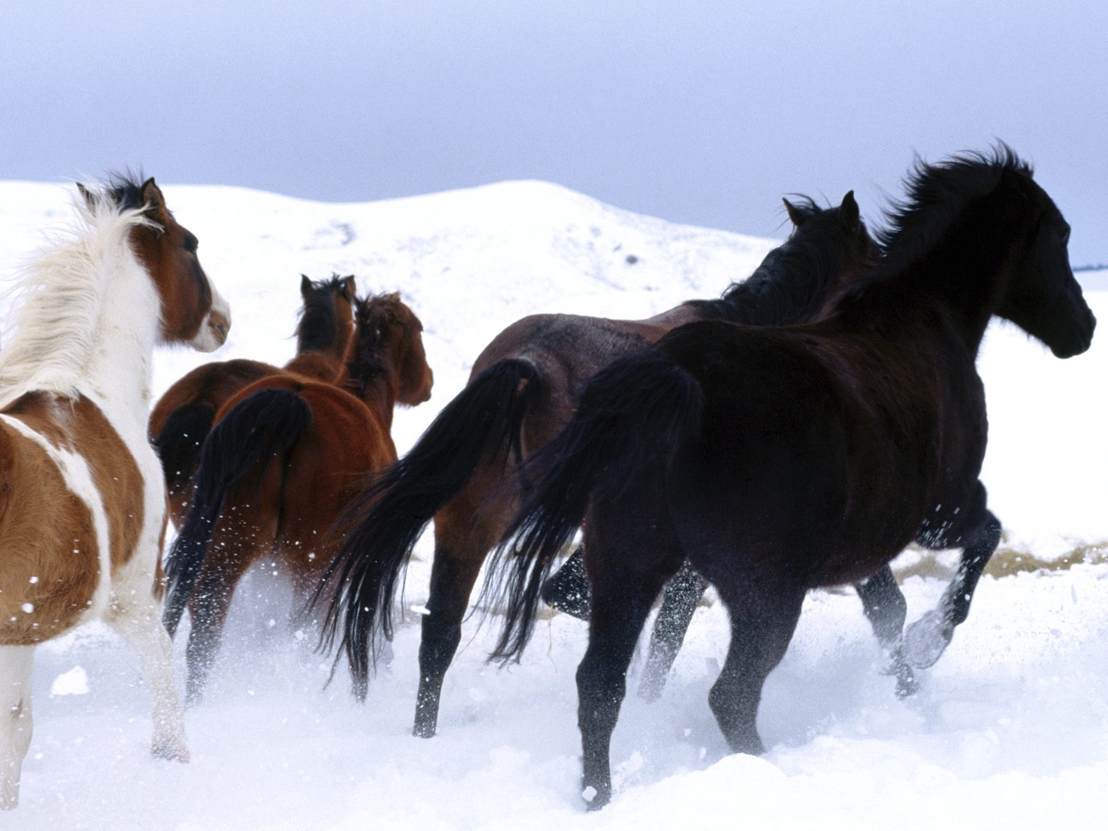 Fondo de pantalla de fotos de caballos (2) #3 - 1600x1200