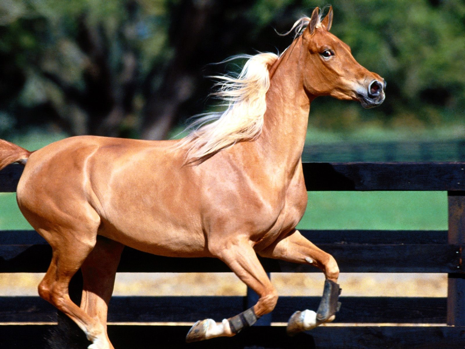 Fondo de pantalla de fotos de caballos (2) #5 - 1600x1200