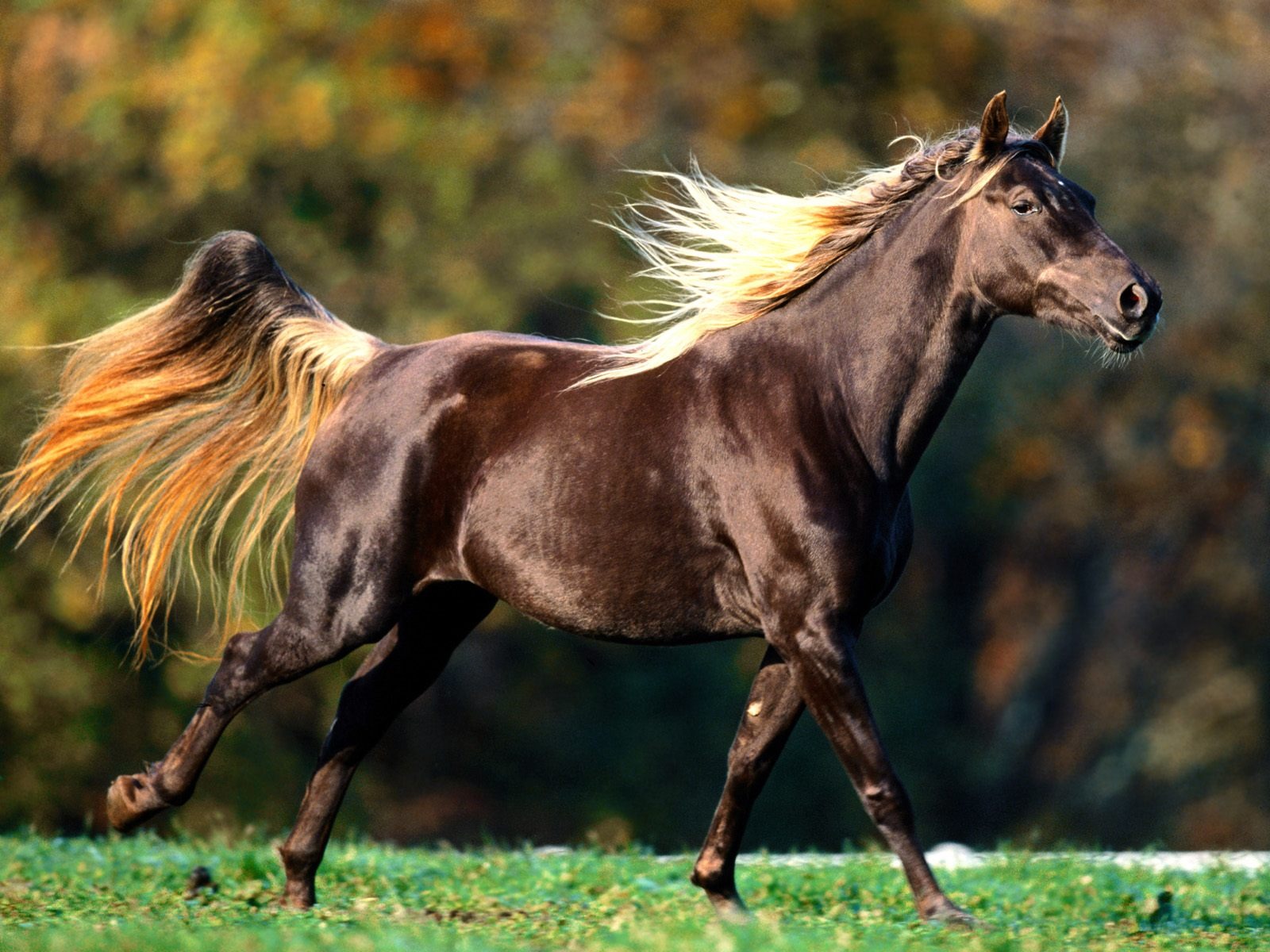 Fondo de pantalla de fotos de caballos (2) #13 - 1600x1200