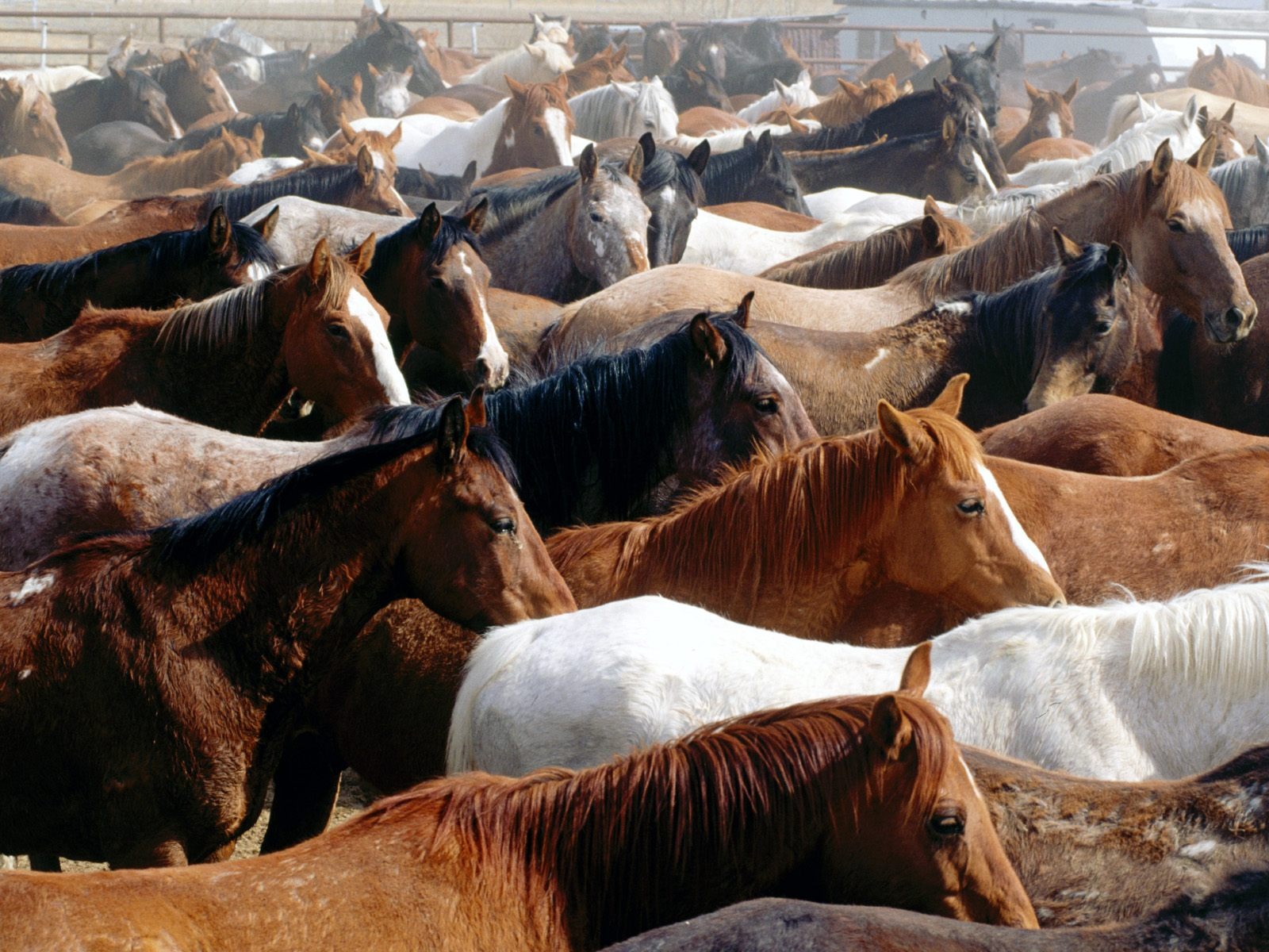 Fondo de pantalla de fotos de caballos (2) #16 - 1600x1200