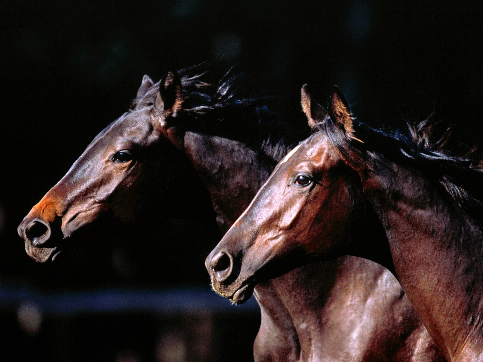 Fondo de pantalla de fotos de caballos (2) #18 - 1600x1200