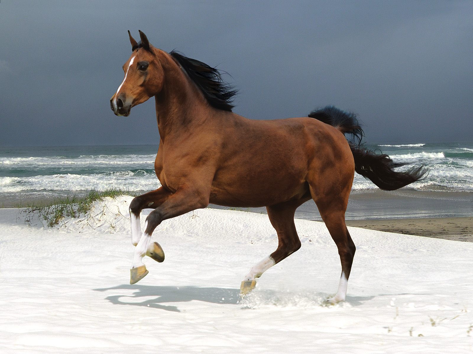 Fondo de pantalla de fotos de caballos (2) #20 - 1600x1200