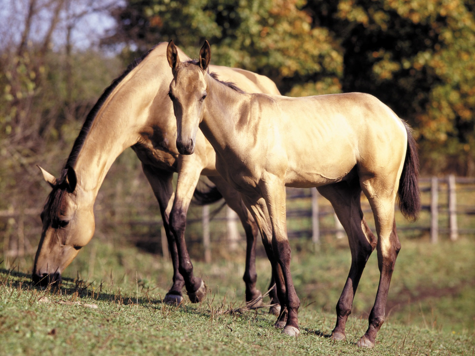 Koně Foto tapety (3) #4 - 1600x1200