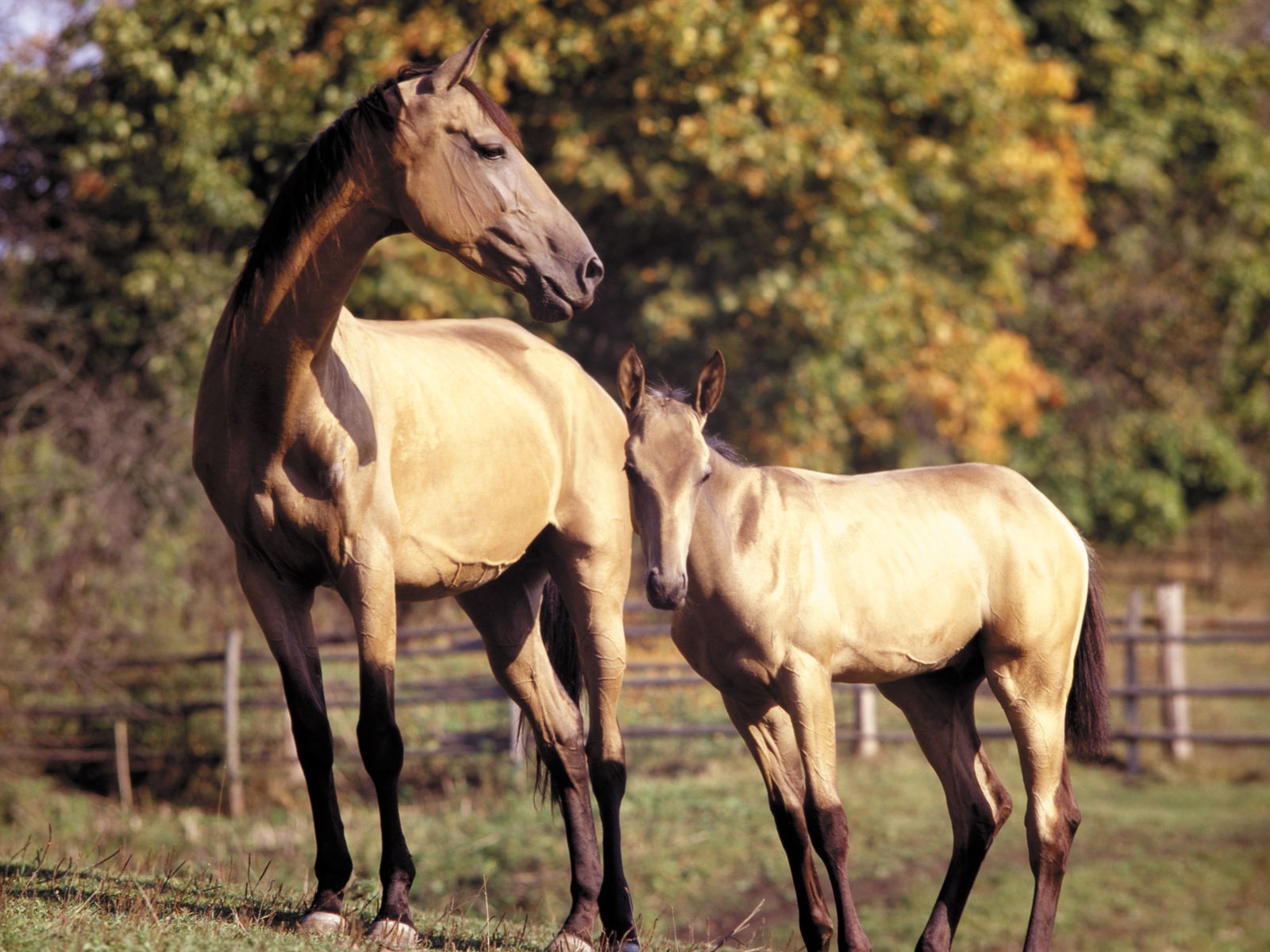 Лошадь Фото обои (3) #6 - 1600x1200