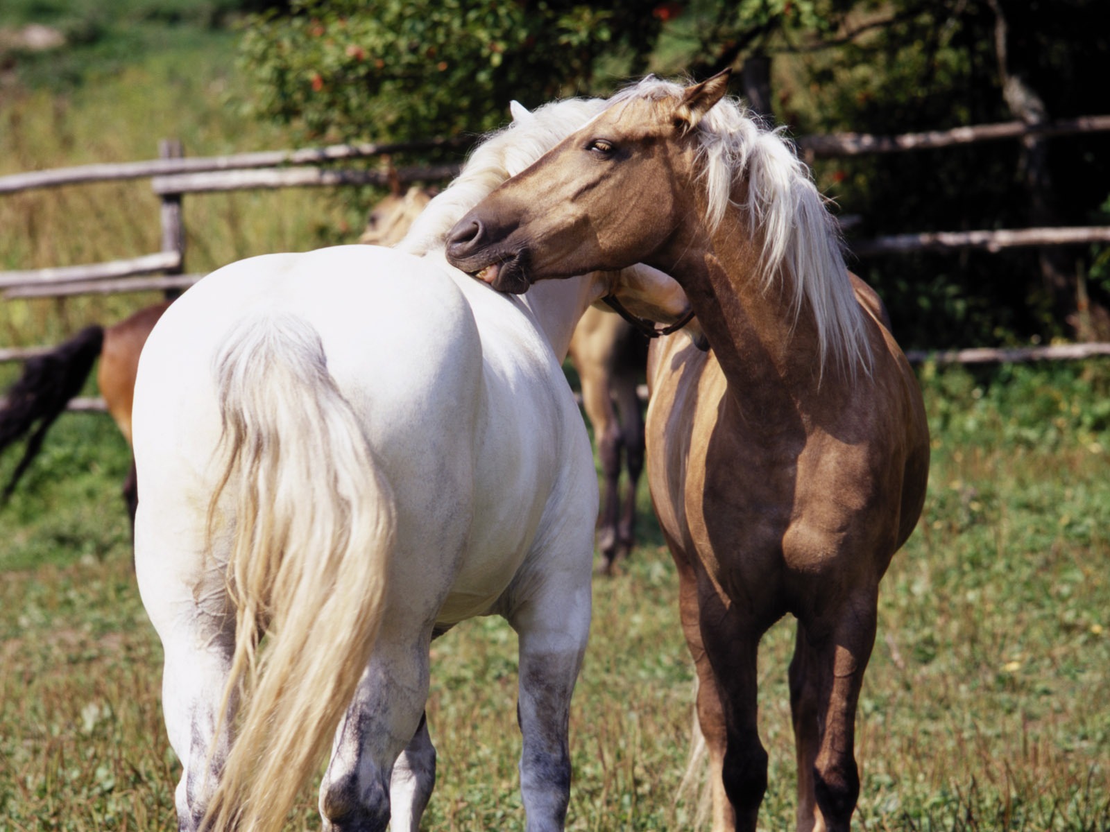 Лошадь Фото обои (3) #14 - 1600x1200