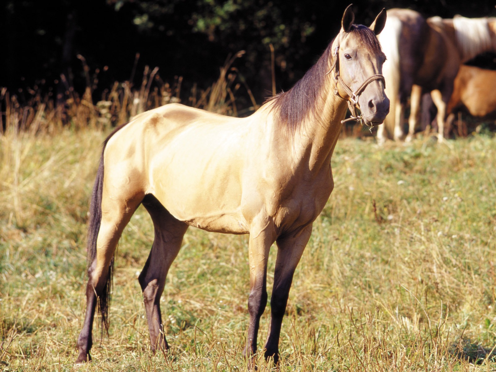 Лошадь Фото обои (3) #15 - 1600x1200