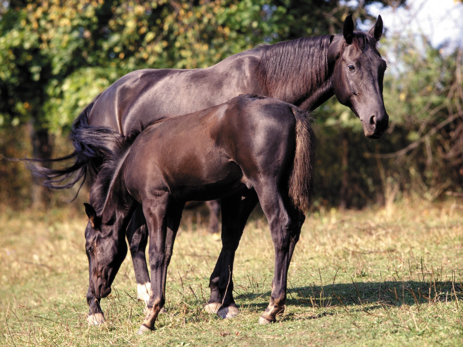 Лошадь Фото обои (4) #2 - 1600x1200