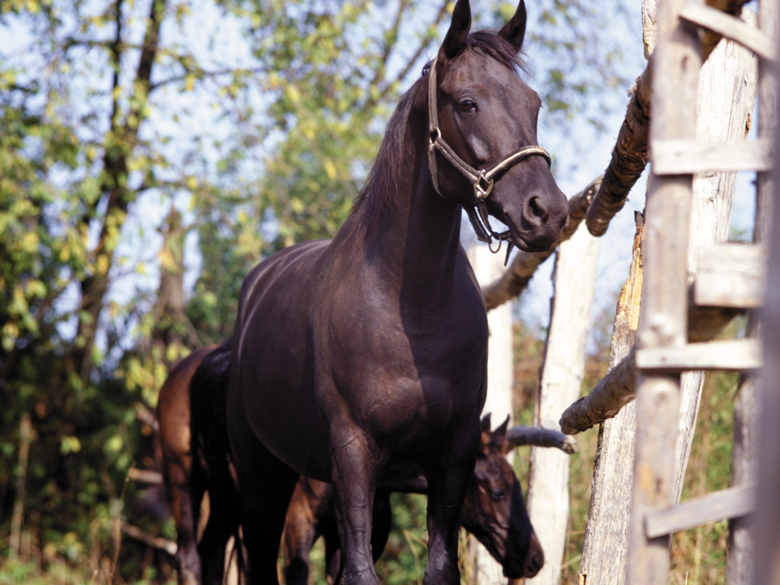 Лошадь Фото обои (4) #4 - 1600x1200
