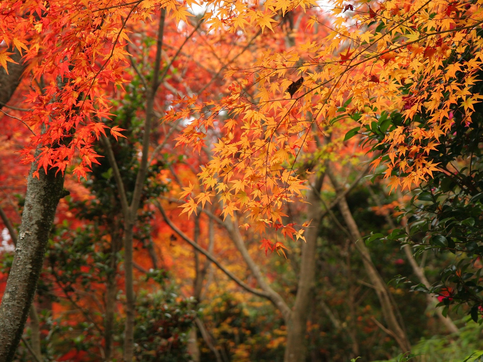 Maple sky wallpaper (2) #4 - 1600x1200