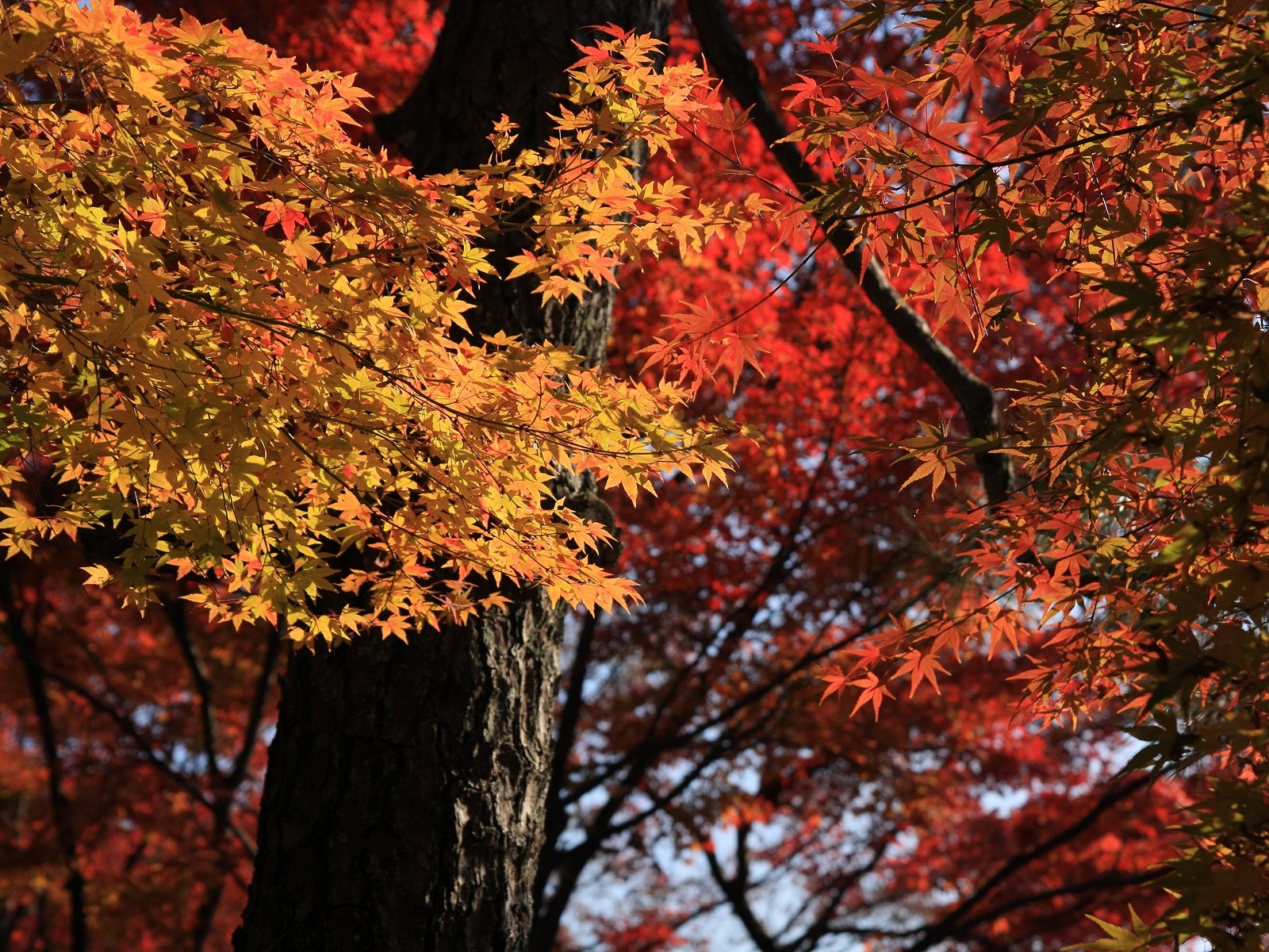 Maple sky wallpaper (2) #8 - 1600x1200