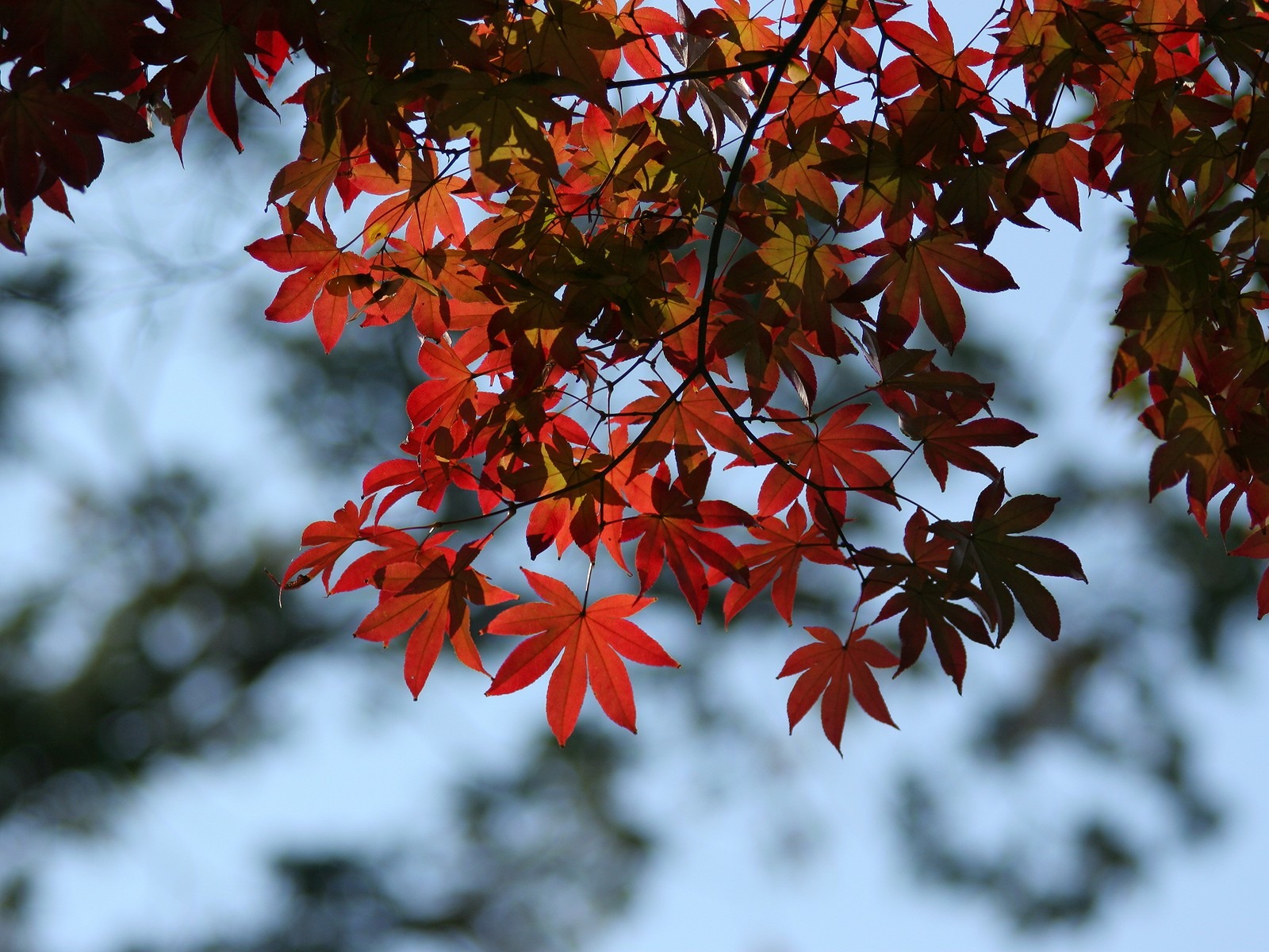 Maple Himmel Wallpaper (3) #7 - 1600x1200