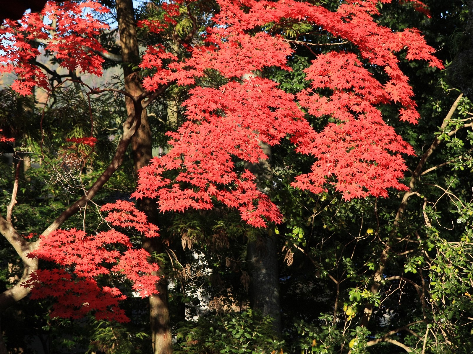 Maple Himmel Wallpaper (3) #19 - 1600x1200