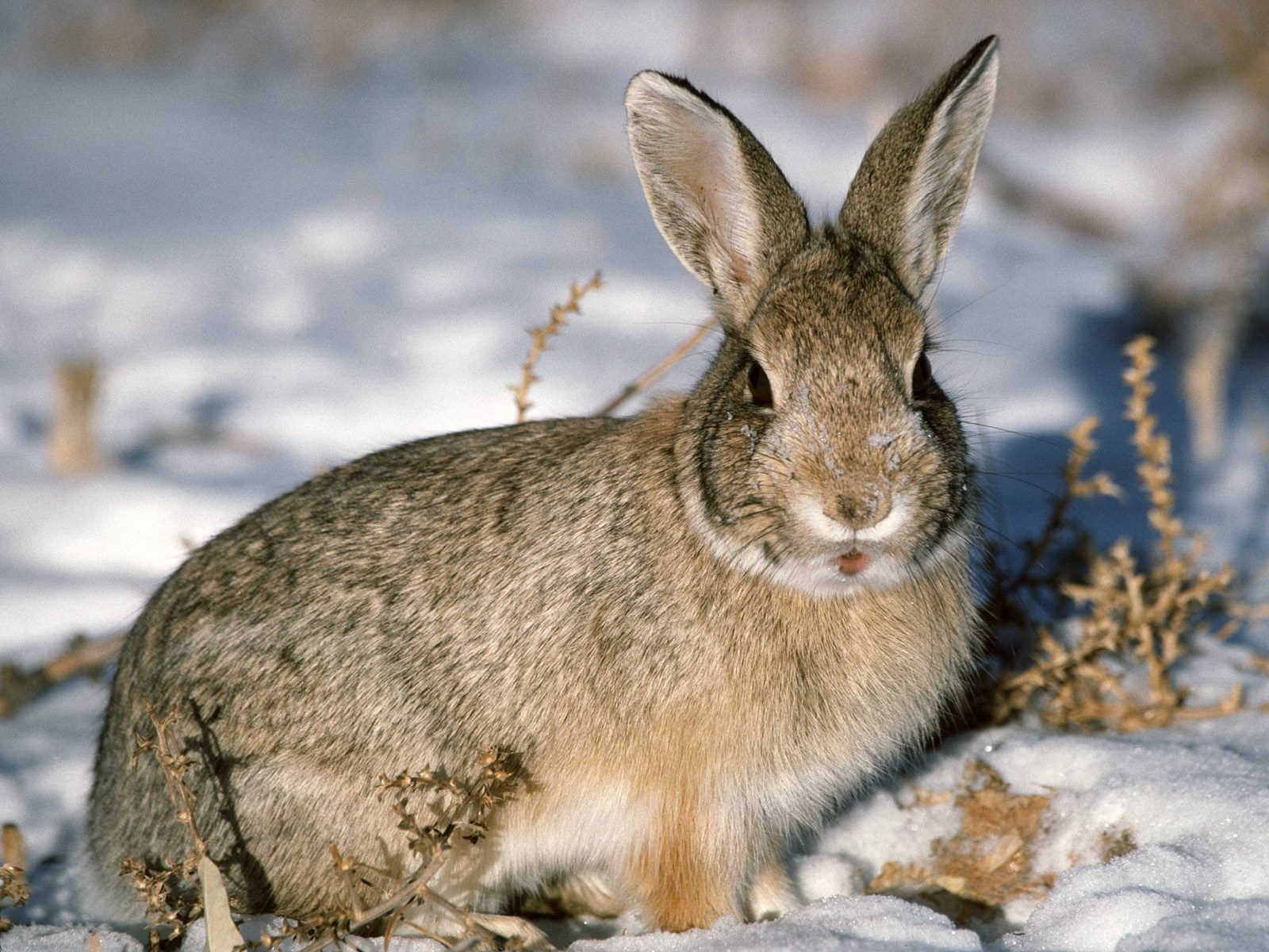 Rabbit Wallpaper Foto (1) #25 - 1600x1200