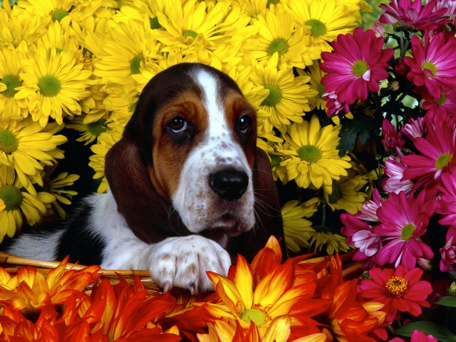Puppy Photo HD Wallpaper (3) #3 - 1600x1200