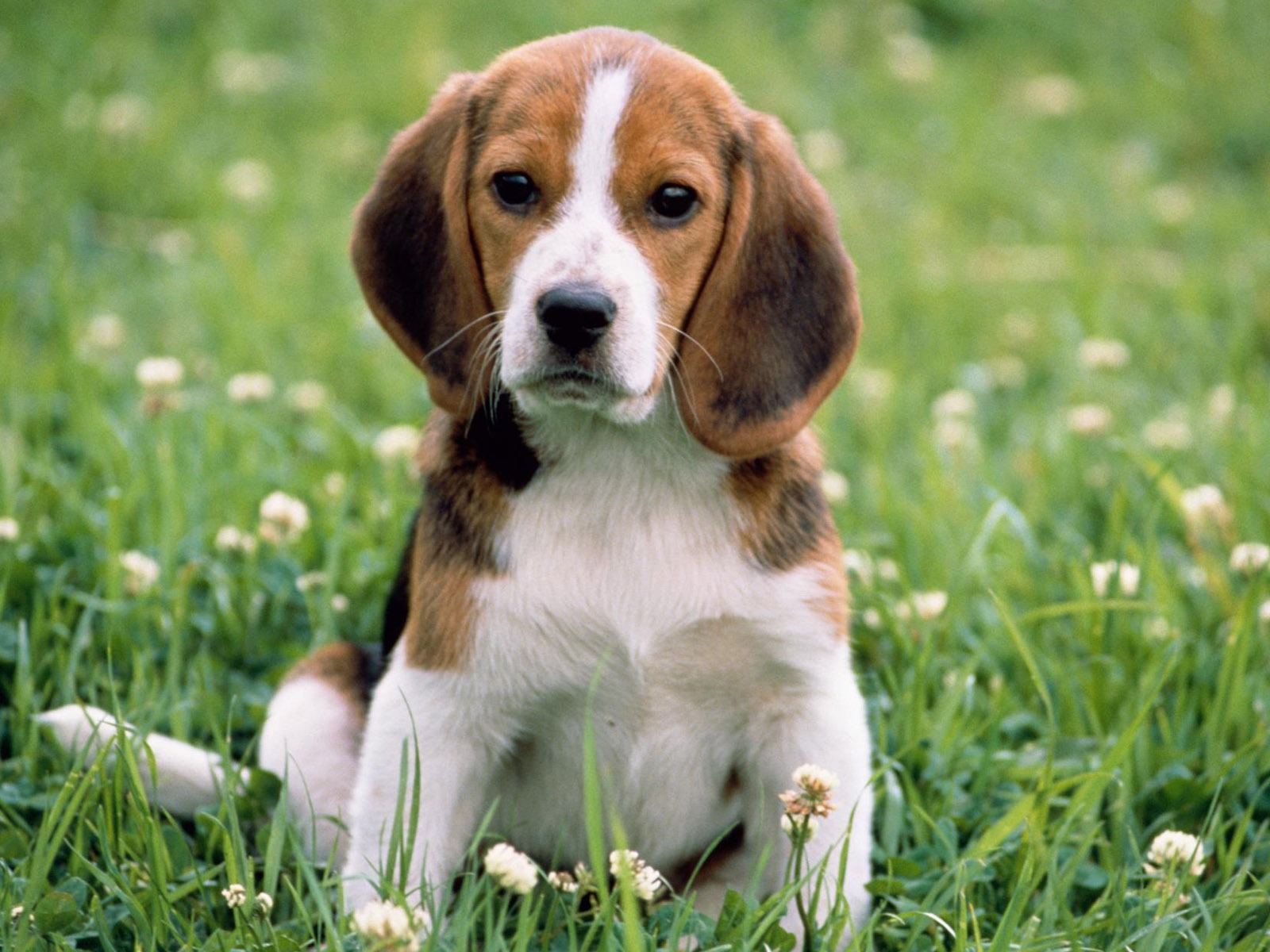 Puppy Photo HD wallpapers (3) #16 - 1600x1200