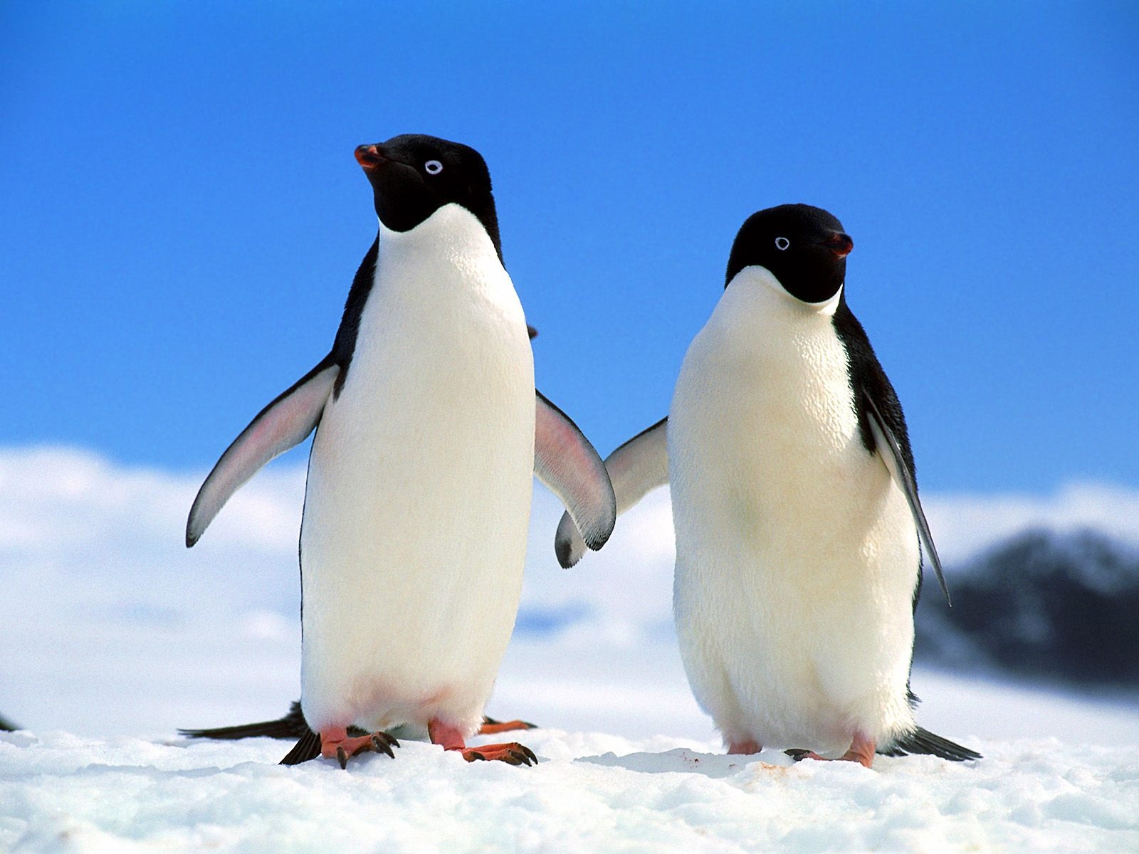 Пингвин Фото обои #1 - 1600x1200