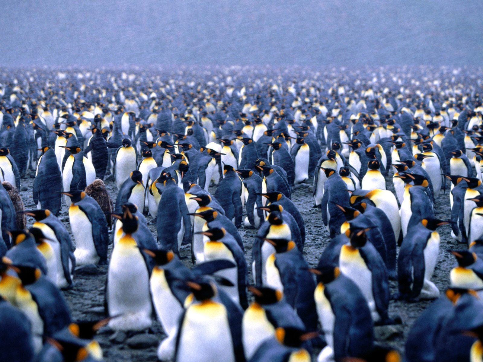 Penguin Photo Wallpaper #4 - 1600x1200