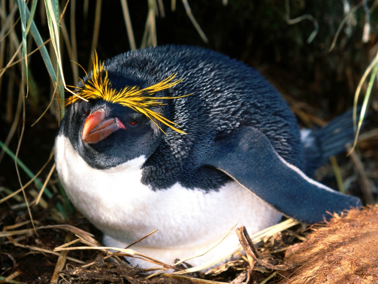 Penguin Fondos de Fotografía #10 - 1600x1200