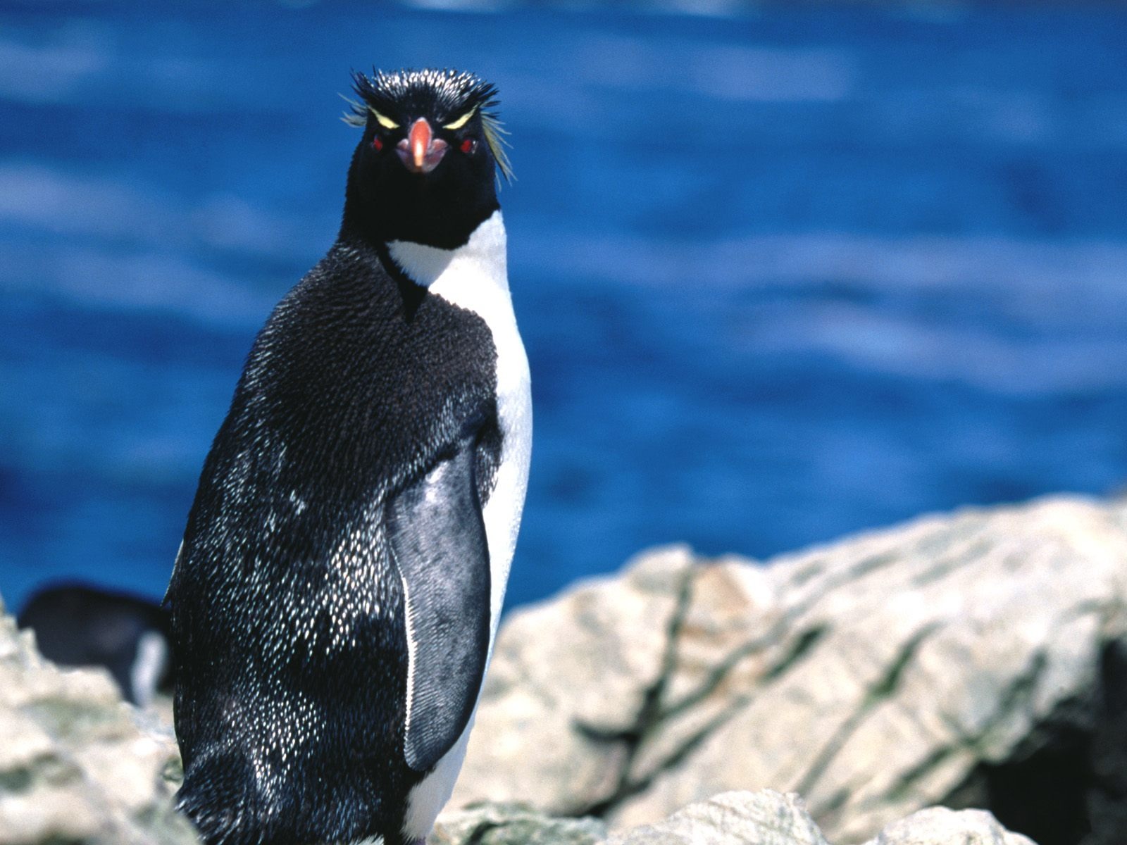 Penguin Fondos de Fotografía #11 - 1600x1200