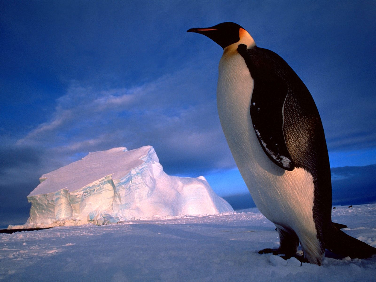 Пингвин Фото обои #12 - 1600x1200