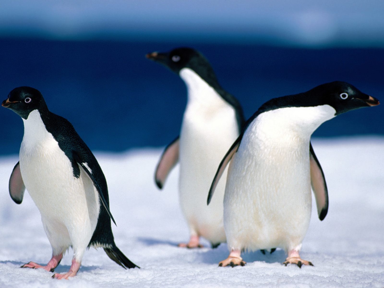 Penguin Fondos de Fotografía #13 - 1600x1200