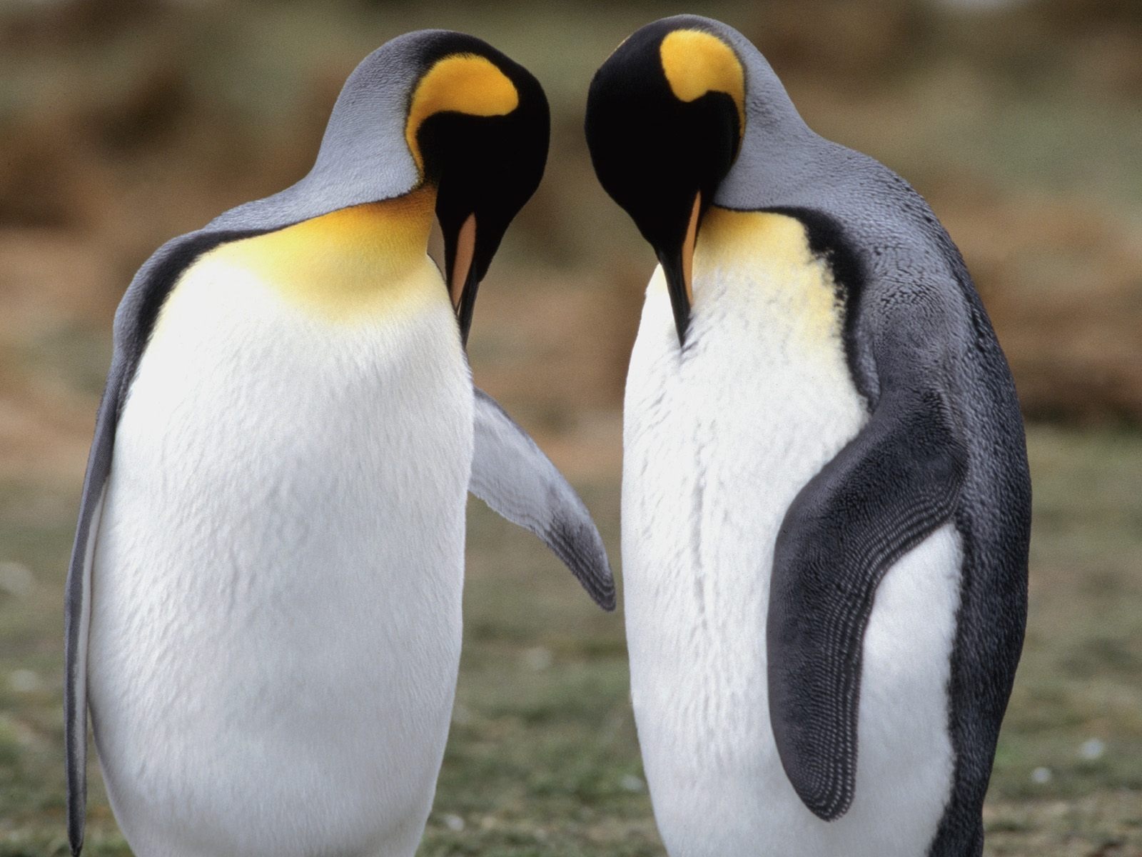 Penguin Fondos de Fotografía #14 - 1600x1200