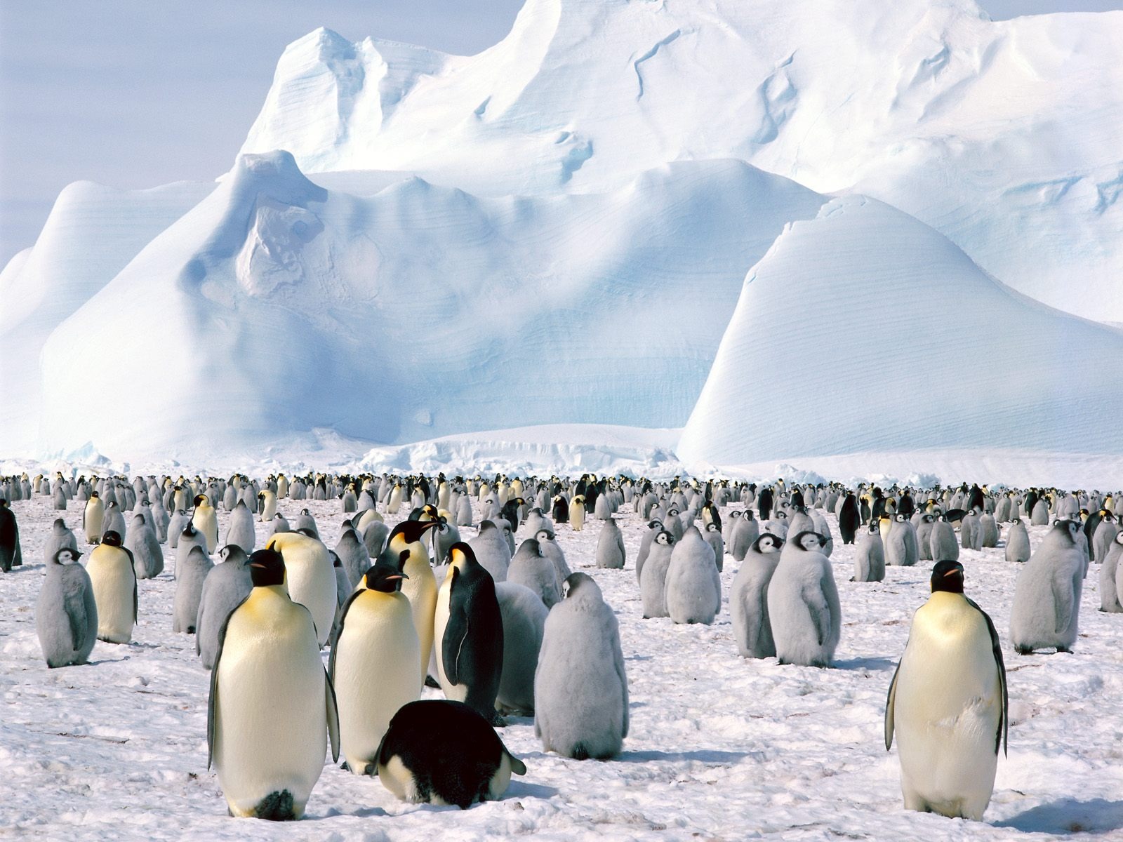 Пингвин Фото обои #16 - 1600x1200