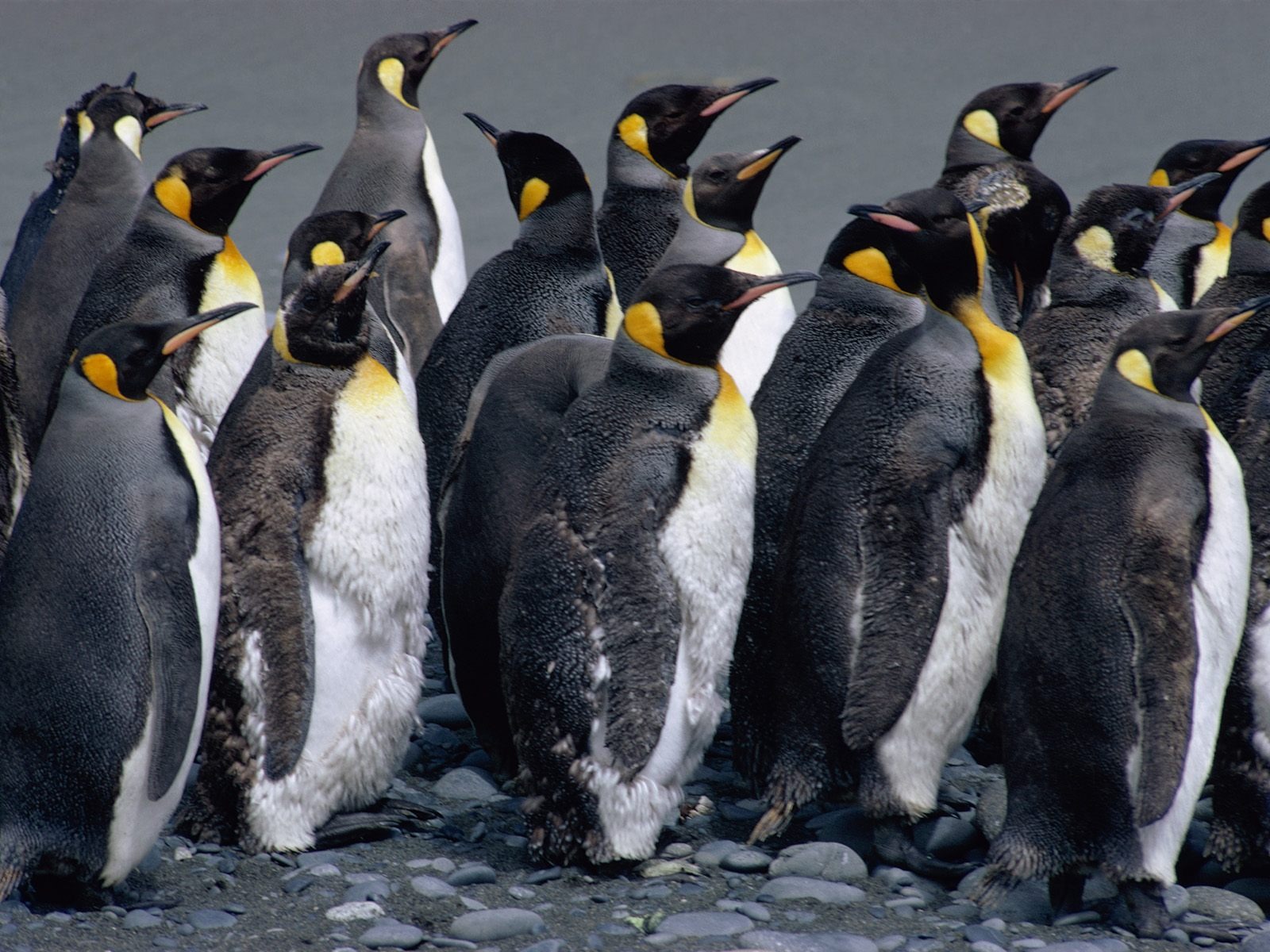 Penguin Fondos de Fotografía #21 - 1600x1200