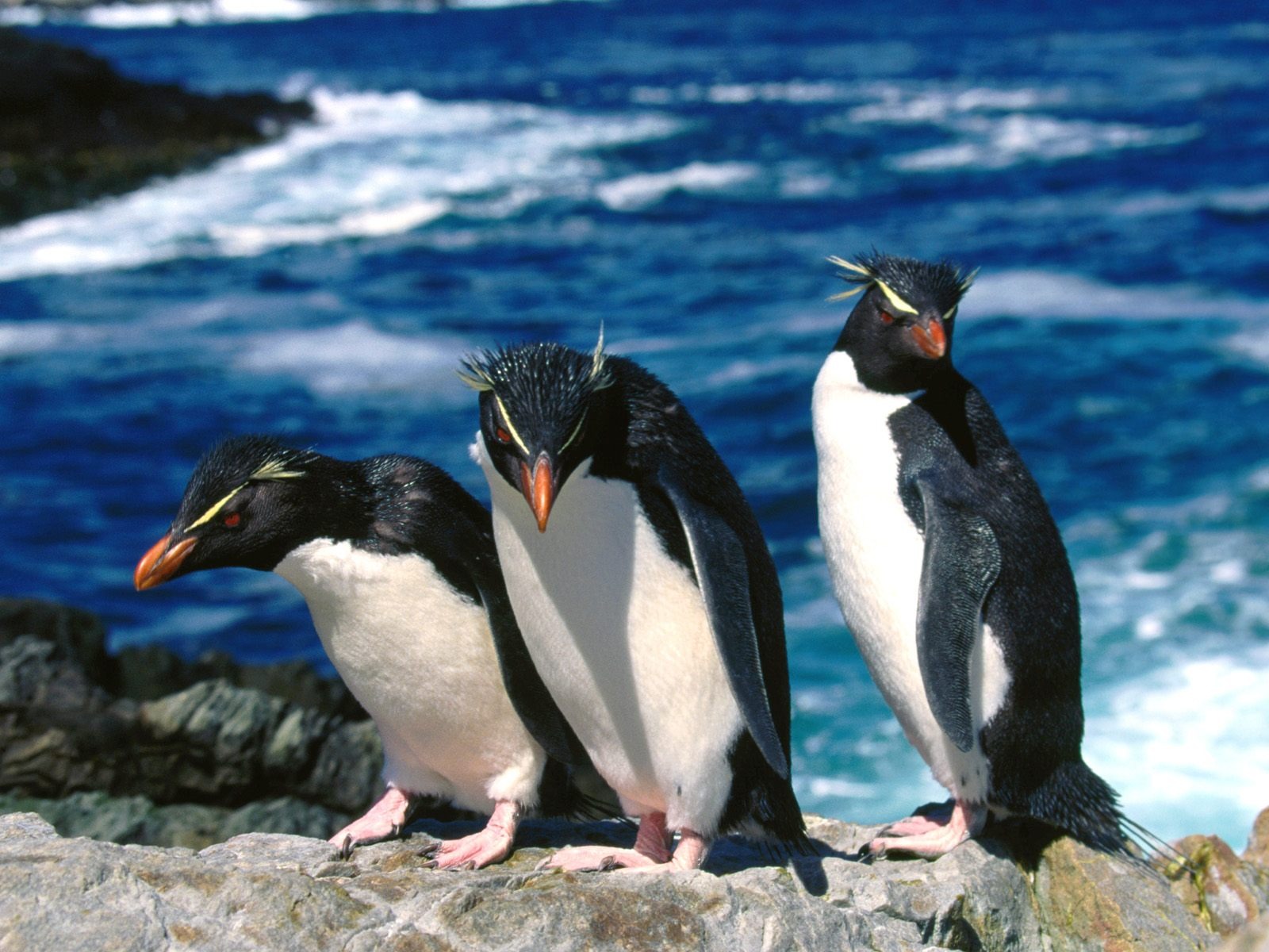 Penguin Fondos de Fotografía #22 - 1600x1200