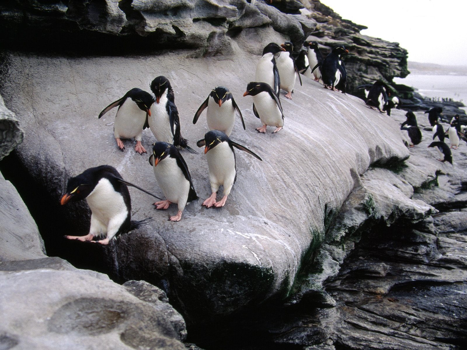 Penguin Fondos de Fotografía #24 - 1600x1200