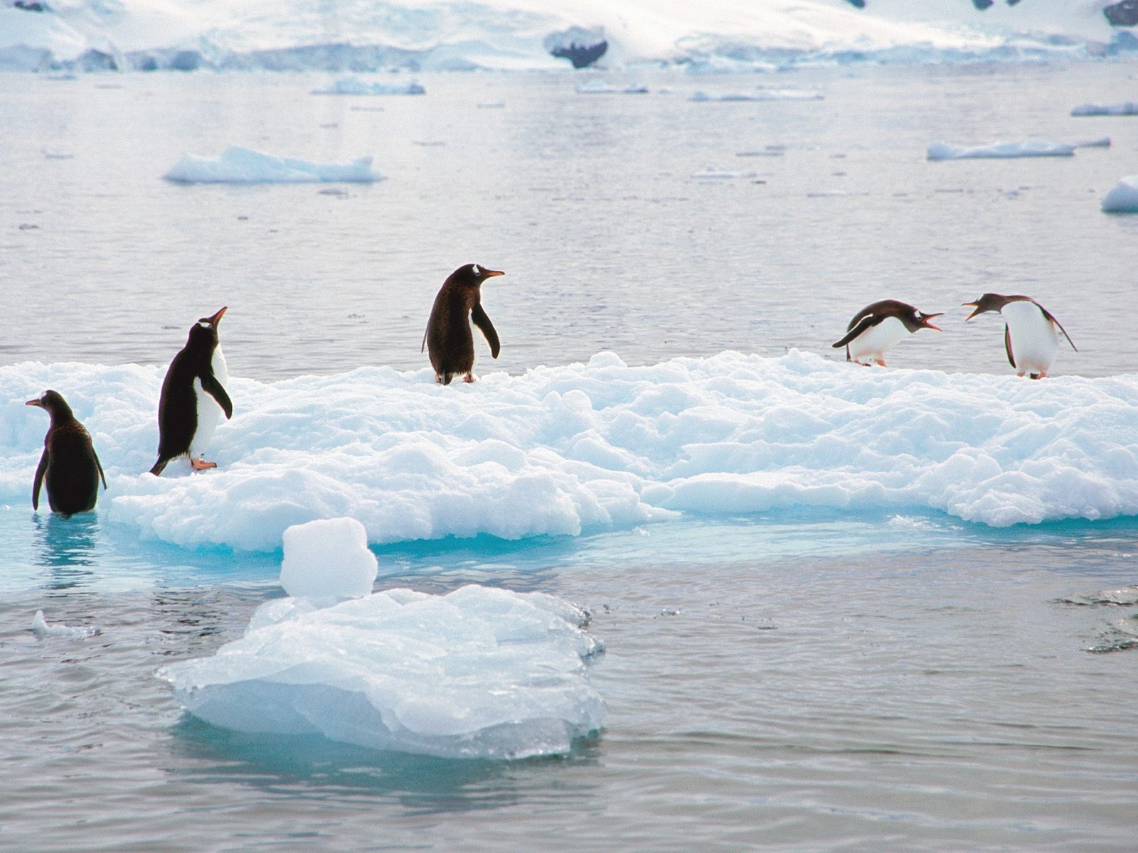 Fond d'écran Photo Penguin #25 - 1600x1200