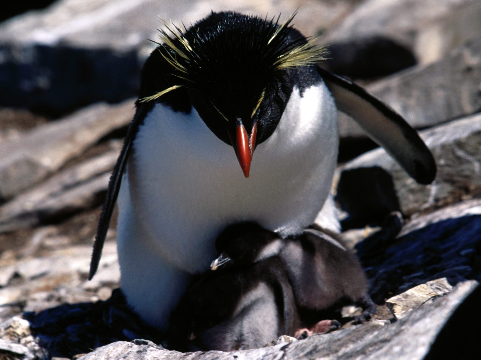 Penguin Fondos de Fotografía #27 - 1600x1200