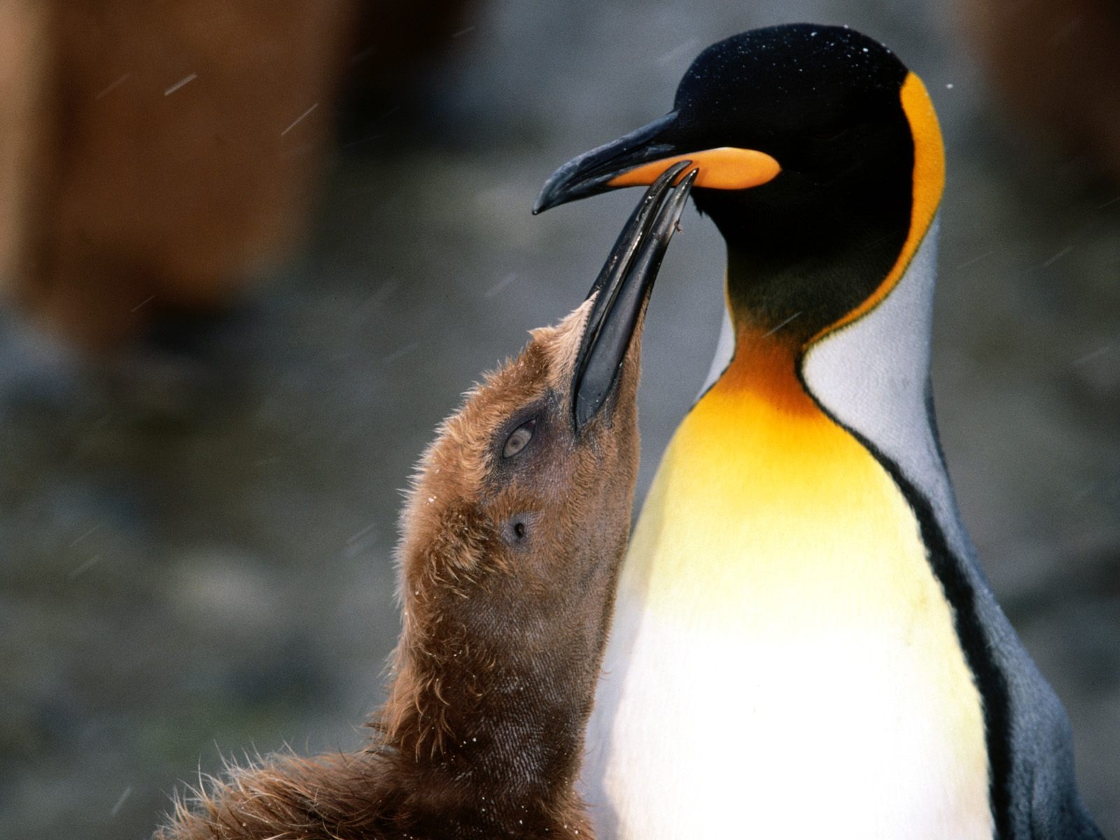 Penguin Fondos de Fotografía #28 - 1600x1200