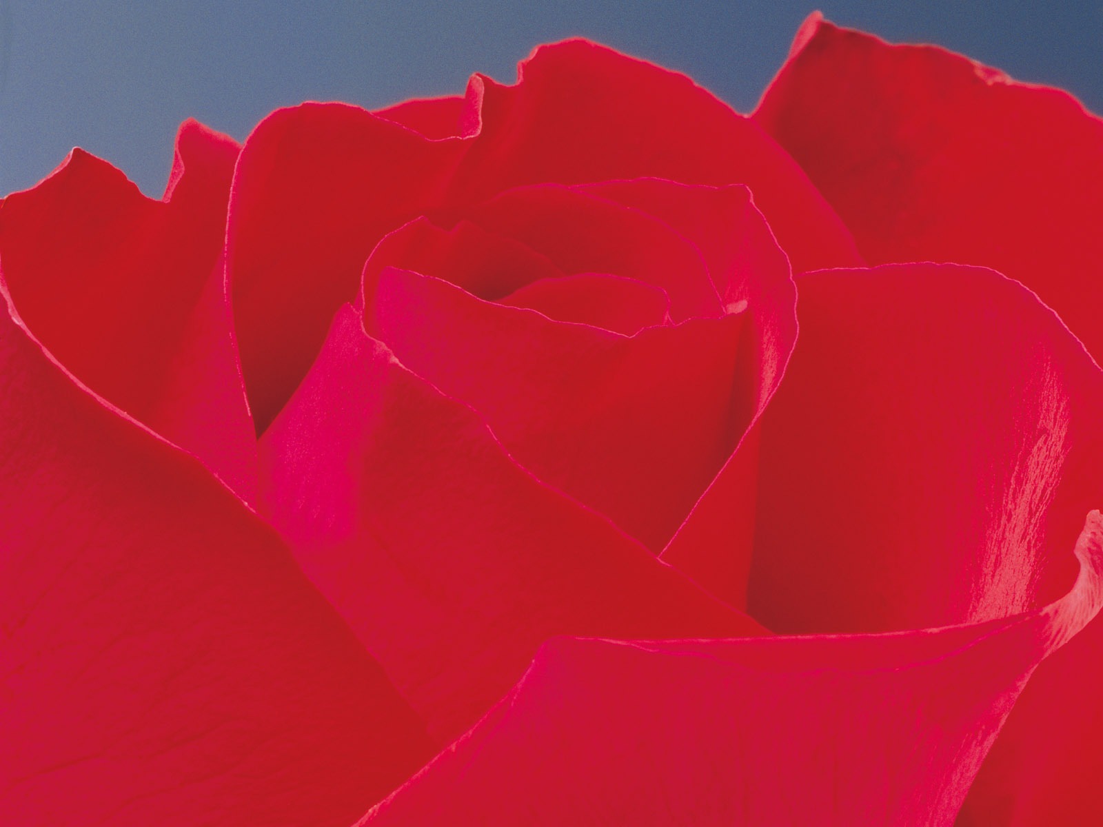 Rose Fondos de Fotografía (2) #9 - 1600x1200