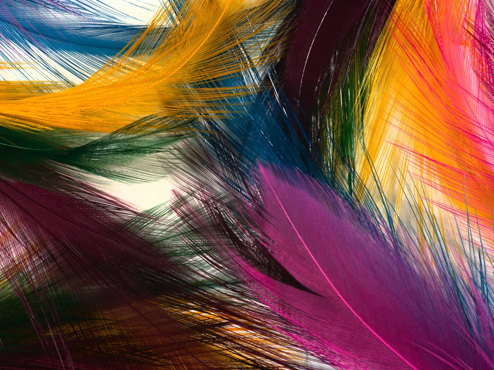 Цветной крыльев перо макро обои (1) #1 - 1600x1200