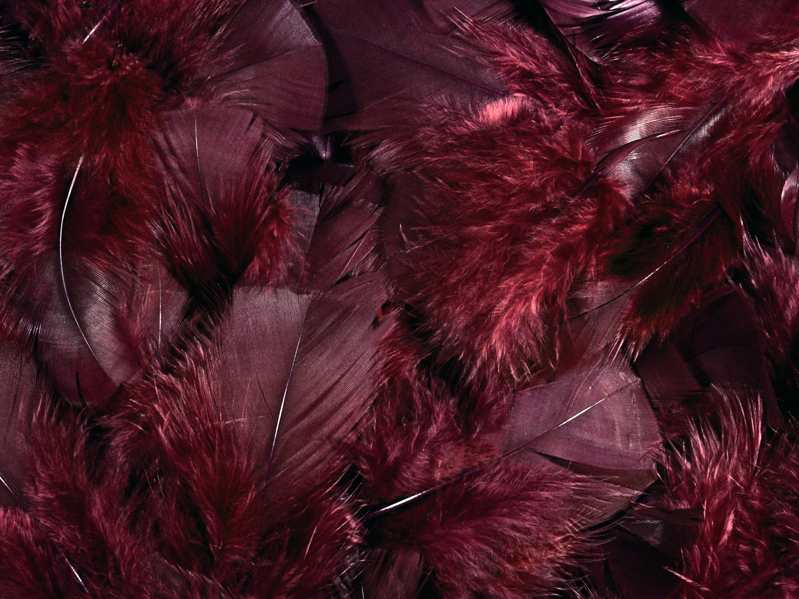 fondos de escritorio de alas coloridas plumas de cerca (1) #10 - 1600x1200