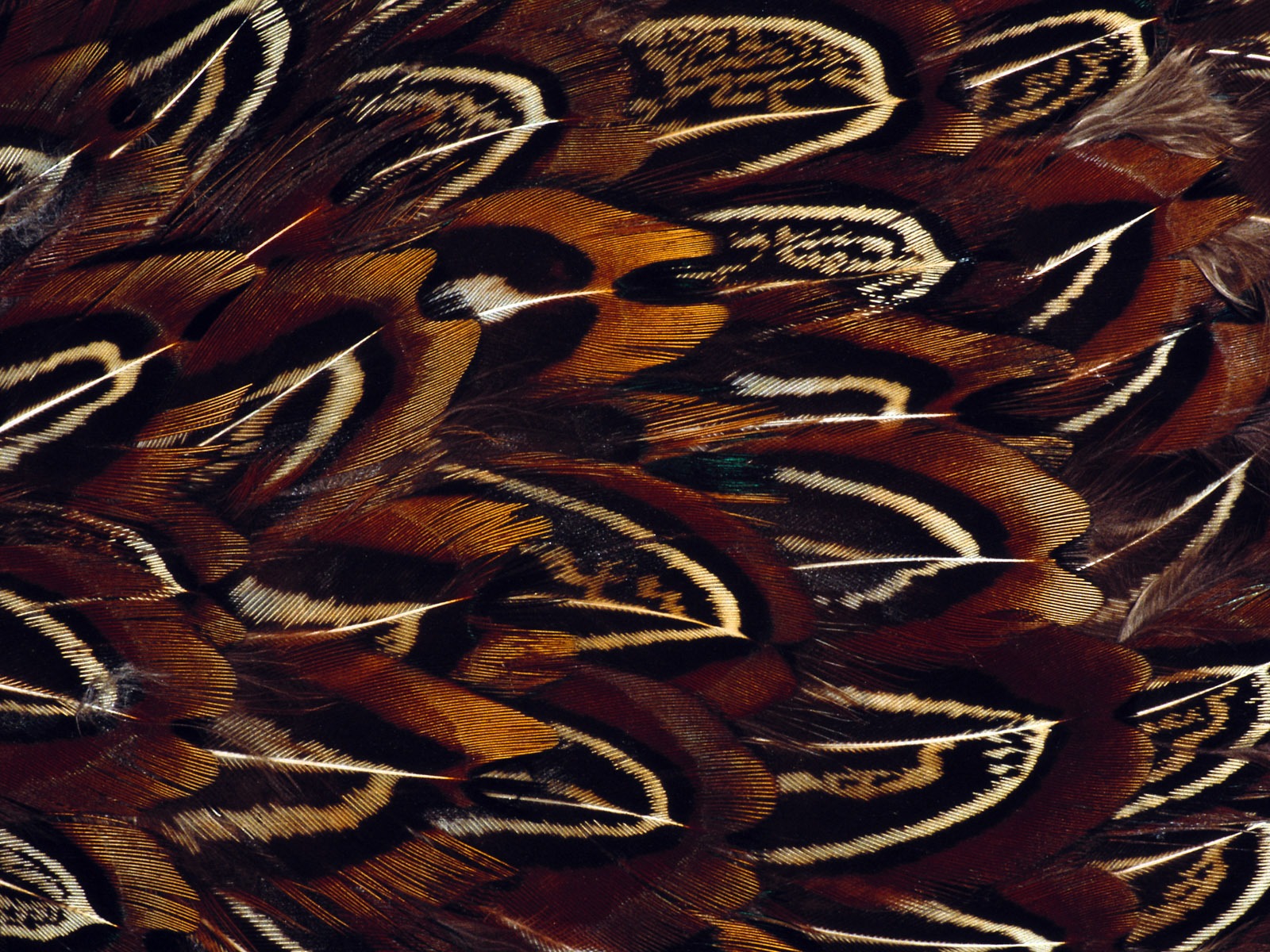 화려한 깃털 날개 클로즈업 벽지 (1) #13 - 1600x1200